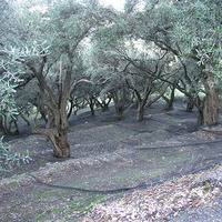 Land plot in Greece, Ionian Islands