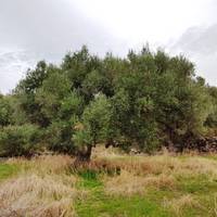 Земельный участок в Греции, Крит