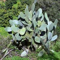 Land plot in Greece, Crete, Chania