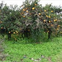 Land plot in Greece, Crete, Chania