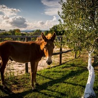 Бизнес-центр в Греции, Центральная Македония, Хал, 700 кв.м.