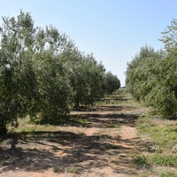 Land plot in Greece, Central Macedonia, Khal