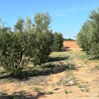 Land plot in Greece, Central Macedonia, Khal