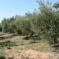 Land plot in Greece, Central Macedonia, Khal