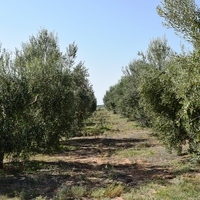 Land plot in Greece, Central Macedonia, Khal