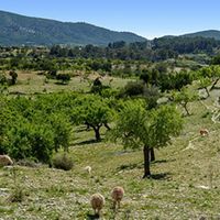 House in Spain, Balearic Islands, Palma, 2800 sq.m.