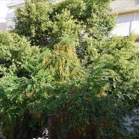 Бизнес-центр в Греции, Крит, Ханья, 260 кв.м.