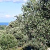 Land plot in Greece, Crete, Chania