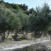 Land plot in Greece, Crete, 45 sq.m.