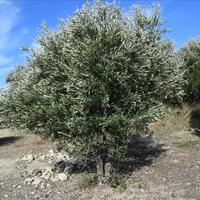 Land plot in Greece, Crete, 45 sq.m.