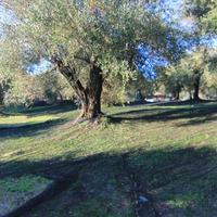 Land plot in Greece, Ionian Islands