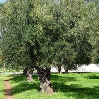 Земельный участок в Греции, Крит, Ханья