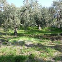Land plot in Greece, Thessaly