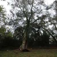 Land plot in Greece, Ionian Islands