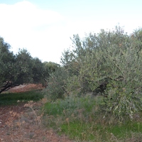 Земельный участок в Греции, Крит, Ираклион, 25000 кв.м.