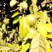 Other in Republic of Cyprus, Lima, 190 sq.m.