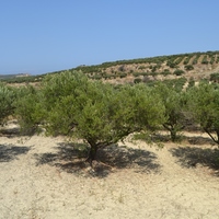 Land plot in Greece, Crete, Irakleion, 1430 sq.m.