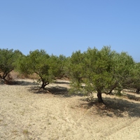 Land plot in Greece, Crete, Irakleion, 1430 sq.m.