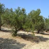 Land plot in Greece, Crete, Irakleion, 1430 sq.m.