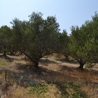 Land plot in Greece, Crete, Irakleion, 1430 sq.m.