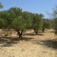 Land plot in Greece, Crete, Irakleion, 600 sq.m.