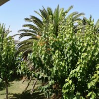 Villa in Greece, Crete, Chania, 420 sq.m.