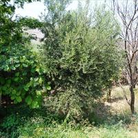 Земельный участок в Греции, Крит, Ираклион