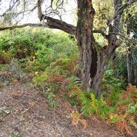 Земельный участок в Греции, Ионические острова, 331 кв.м.