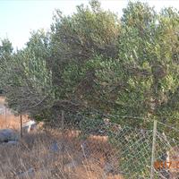 Земельный участок в Греции, Крит