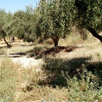 Land plot in Greece, Crete