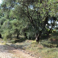 Land plot in Greece, Ionian Islands, 3600 sq.m.