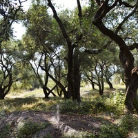 Land plot in Greece, Ionian Islands, 3600 sq.m.