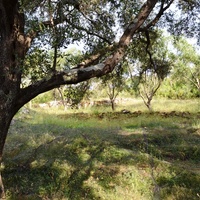 Land plot in Greece, Ionian Islands, 3600 sq.m.