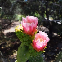 Other in Greece, Crete, Chania, 168 sq.m.