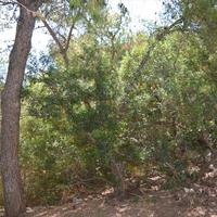 Land plot in Greece, Attica, Athens