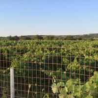 Земельный участок в Греции, Крит, Ханья