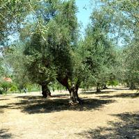 Другое в Греции, Akar, 200 кв.м.