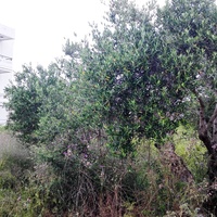 Land plot in Greece, Crete, Chania