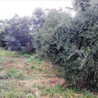 Land plot in Greece, Crete, Chania