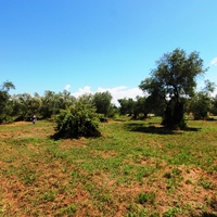 Land plot in Greece, Ionian Islands, 3000 sq.m.