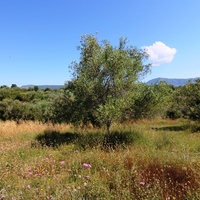 Land plot in Greece, Ionian Islands, 5996 sq.m.