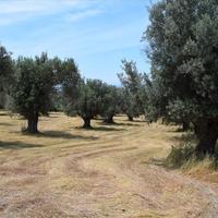 Land plot in Greece, Crete