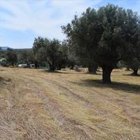 Land plot in Greece, Crete