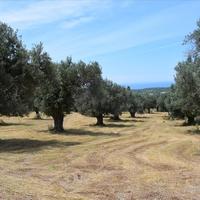 Land plot in Greece, Crete