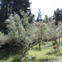 Land plot in Greece, Central Macedonia, Center