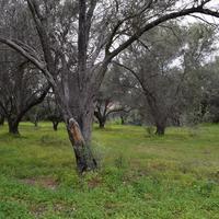 Земельный участок в Греции, Крит, Ханья