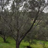 Земельный участок в Греции, Крит, Ханья