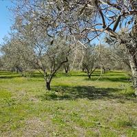Земельный участок в Греции, Центральная Македония, Центр