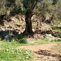 Land plot in Greece, Crete