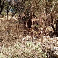 Land plot in Greece, Crete